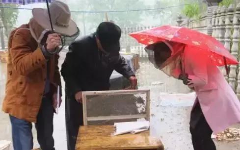 养蜂人揭秘中蜂,30年养蜂人教你如何辨别真假蜂蜜