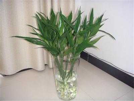 富贵竹叶子天冷发黄怎么救,富贵竹叶子发黄没生根怎么办