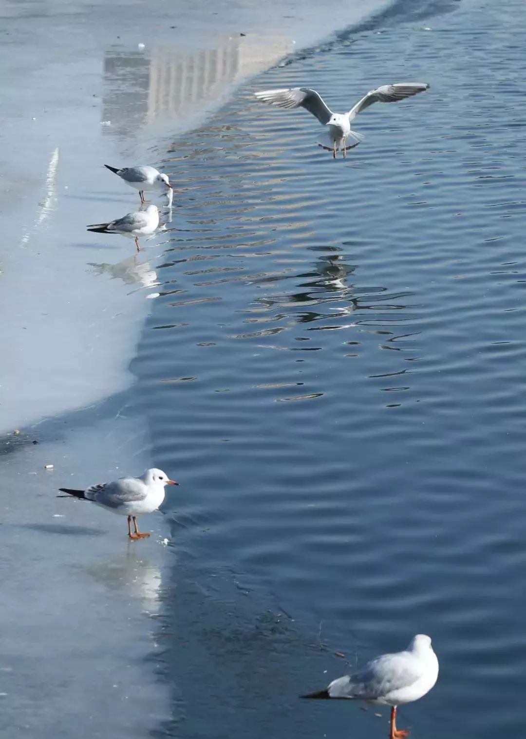 82岁学霸奶奶,天津大学学霸老奶奶