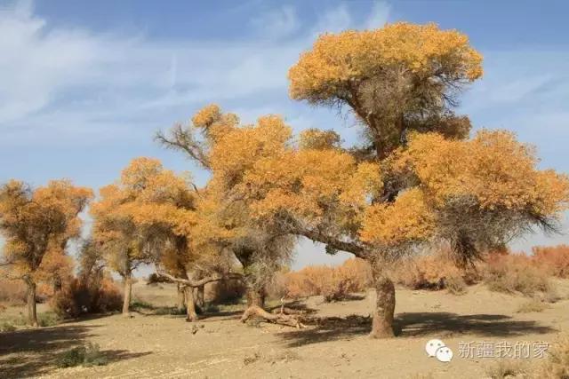 面积是全国最大县，农民收入直逼上海，说的就是*疆新**这个县