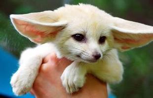 养宠物动不动就犯法养什么好,盘点懒人适合养的几种宠物