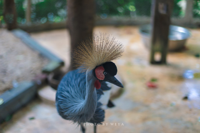 面面旅拍—诉不完千古泪，道不停三亚情，这个冬天我们掌心有太阳