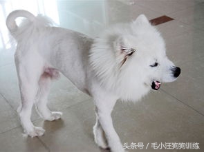 如果狗被主人虐待它会恨主人吗,宠物美容师虐待狗狗