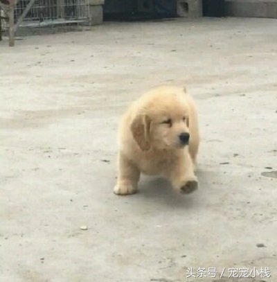 小金毛犬大概要多少钱一只,300块钱能不能买一只金毛犬