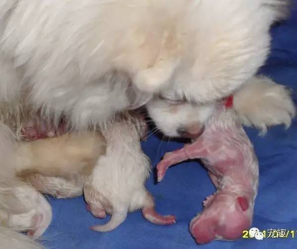 健康|狗妈妈生宝宝～产前、产后护理指导