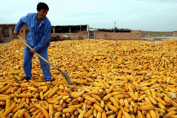 抗病抗虫抗倒伏十大玉米品种,黄淮最耐涝的玉米品种有哪些