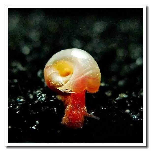 水族螺养殖方法,水族养殖教学