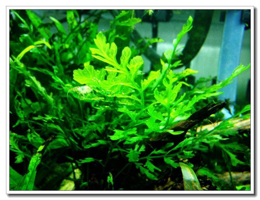 社区精华有鱼成长之路