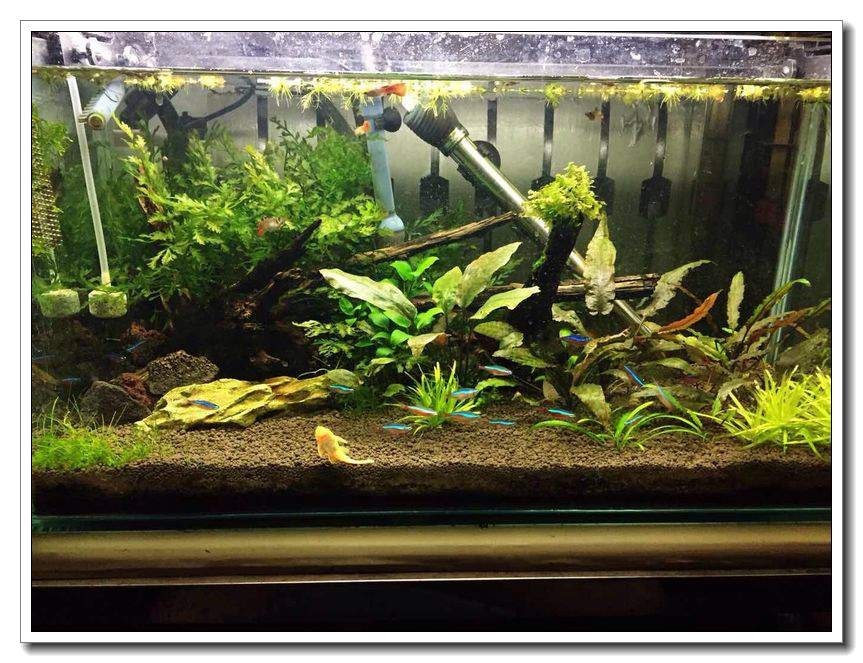 社区精华有鱼成长之路