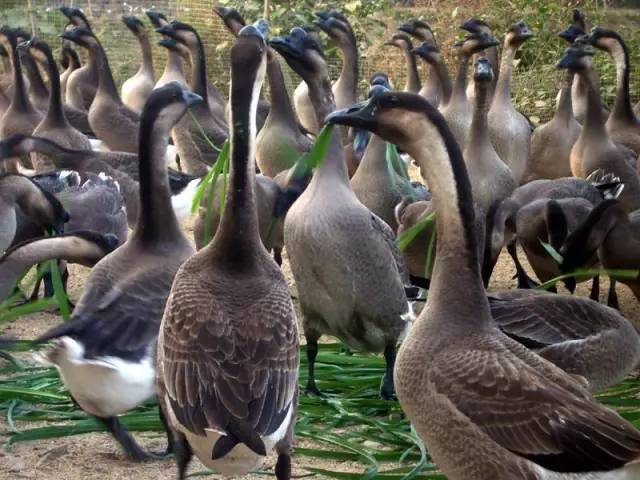 正宗清远连州水晶梨,广东清远连州的水晶梨