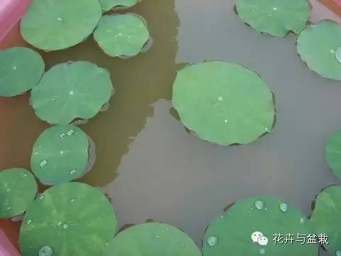 买回的荷花怎样栽培,荷花种子怎么养全过程