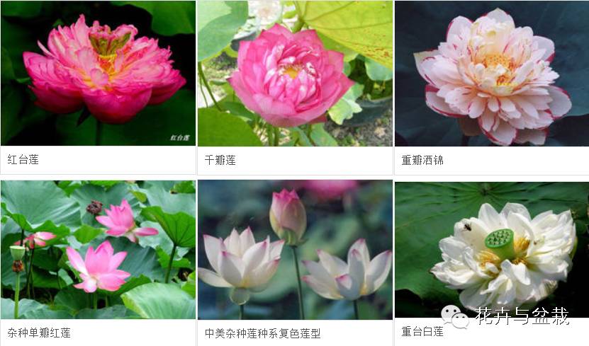 碗莲睡莲荷花种子区别,碗莲荷花睡莲图片