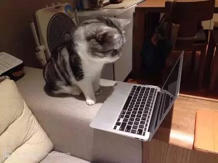 如小果专访：菲比和她家的肉丝！