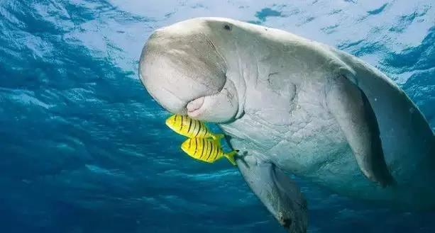 只需5K！去沙巴邂逅小丑鱼、萤火虫之舞和从不设防的微笑！