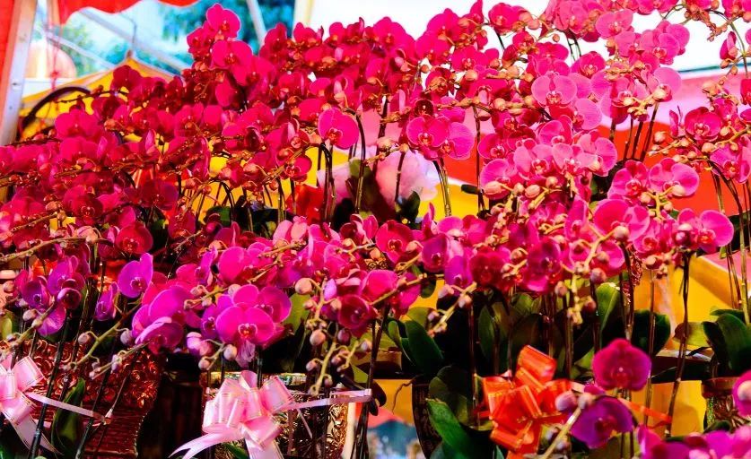 广东佛山花市游玩攻略,广东省佛山市行花街