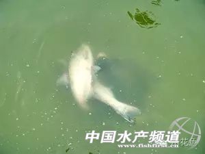 养殖池塘水浑浊怎么处理,如何改善池塘水质老化