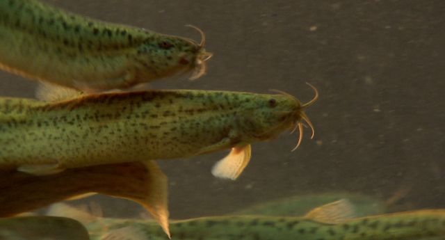 泥鳅一般一年亩产多少斤,亩产成品泥鳅4000多斤