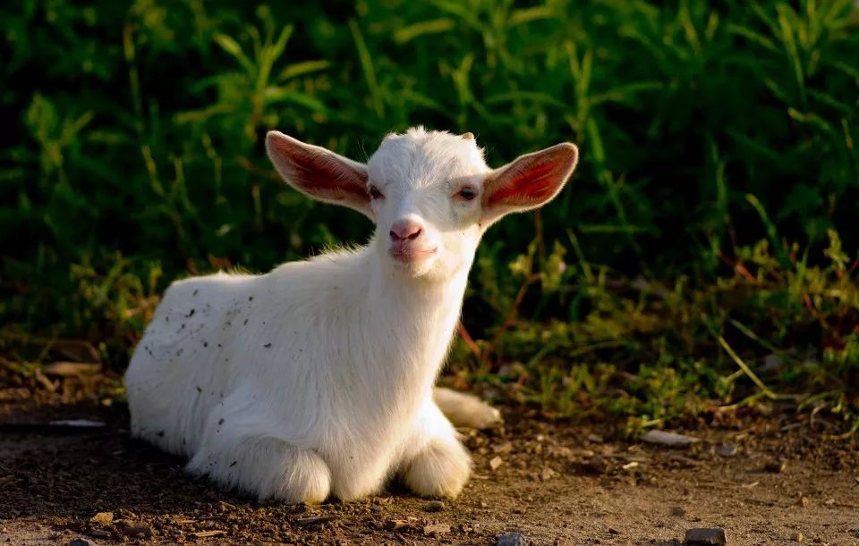 春节上海深度游玩攻略,上海春节游玩攻略老城区