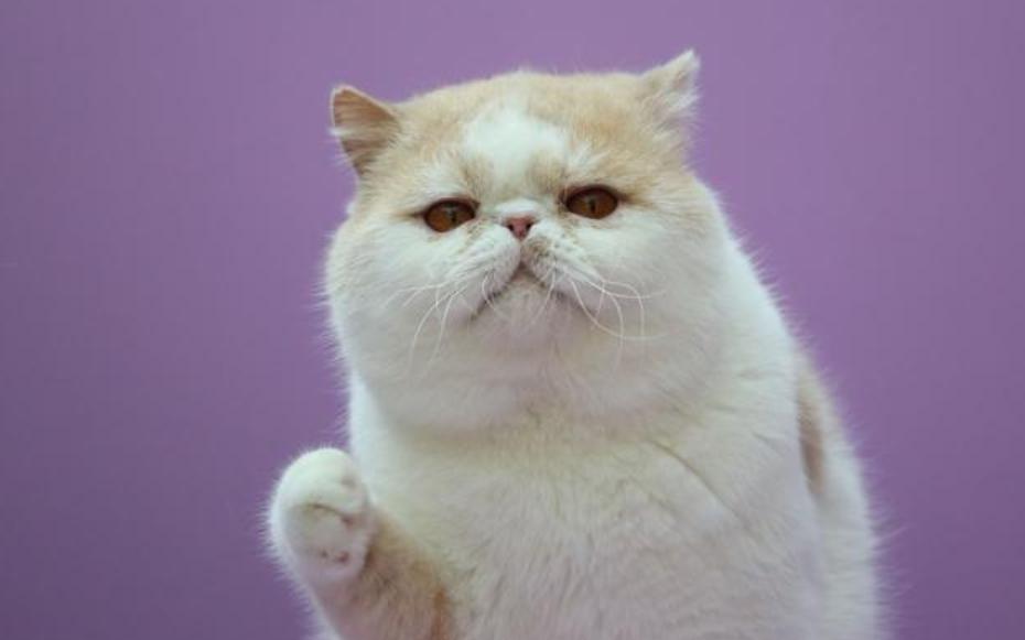 猫咪下巴有黑色颗粒是怎么回事,猫咪的下巴有黑色的东西怎么清理