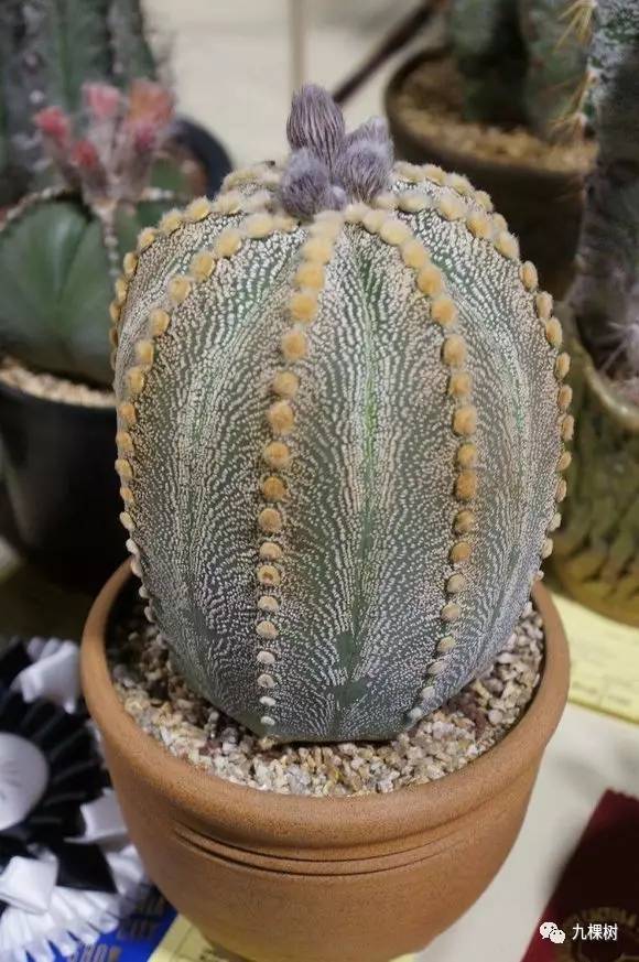 十大最贵玉露多肉品种,多肉最贵的品种有哪些