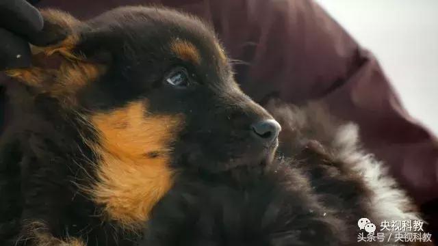 21点档｜狗年看狗！