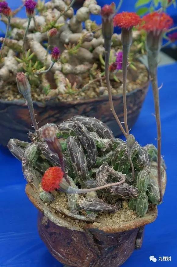 多肉万象最贵的品种,全世界最贵的多肉植物都有哪些