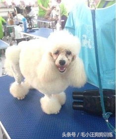 如果狗被主人虐待它会恨主人吗,宠物美容师虐待狗狗