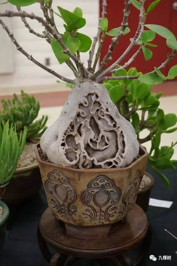 多肉万象最贵的品种,玉露多肉最贵多少钱一棵