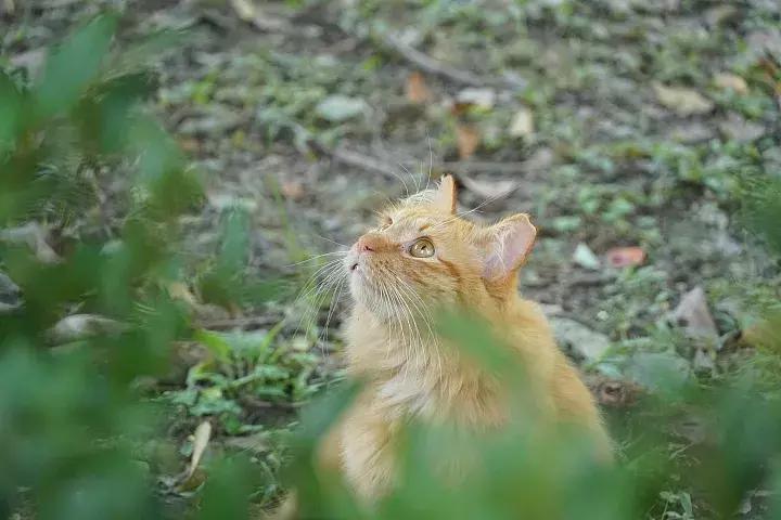 e-mount索尼,emount镜头焦段