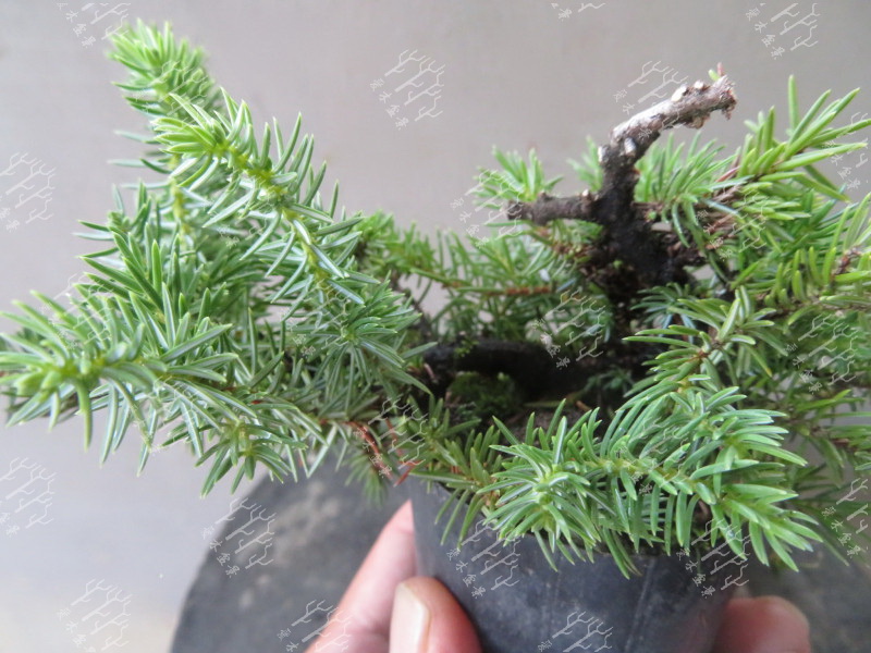 多大的真柏可以做舍利,迷你舍利崖柏