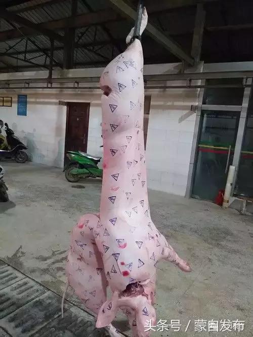 过年了，蒙自的这*猪种**肉千万别买！