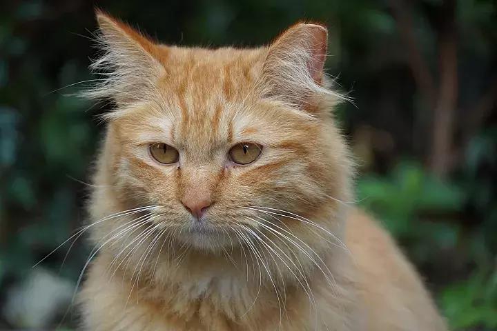 e-mount索尼,emount镜头焦段