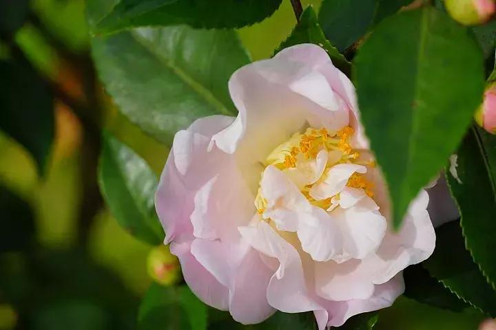 e-mount索尼,emount镜头焦段