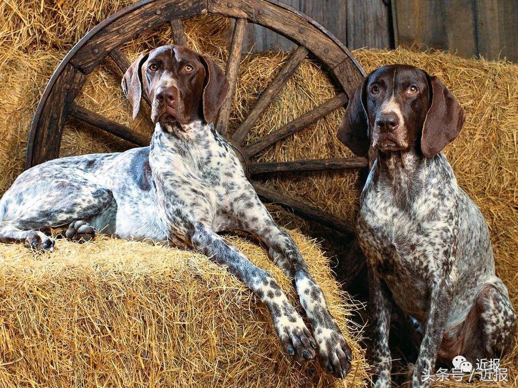 你没见过的萌宠,你没见过的宠物