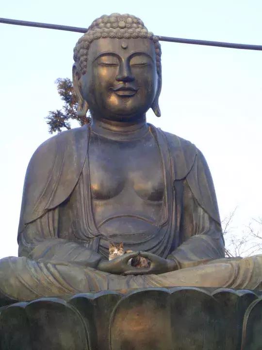 公猫被剪胡子怎么办,猫咪的胡须拔了怎么办