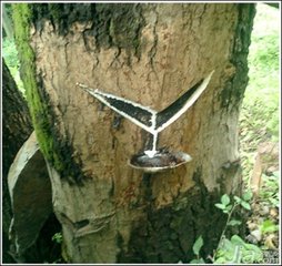 湖南品质高的斫琴用的什么漆,知名斫琴师斫琴用的什么漆