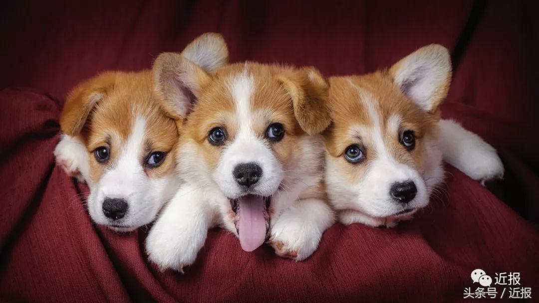 你没见过的“汪星人”都在这了！狗年就让它们来萌“化”你吧