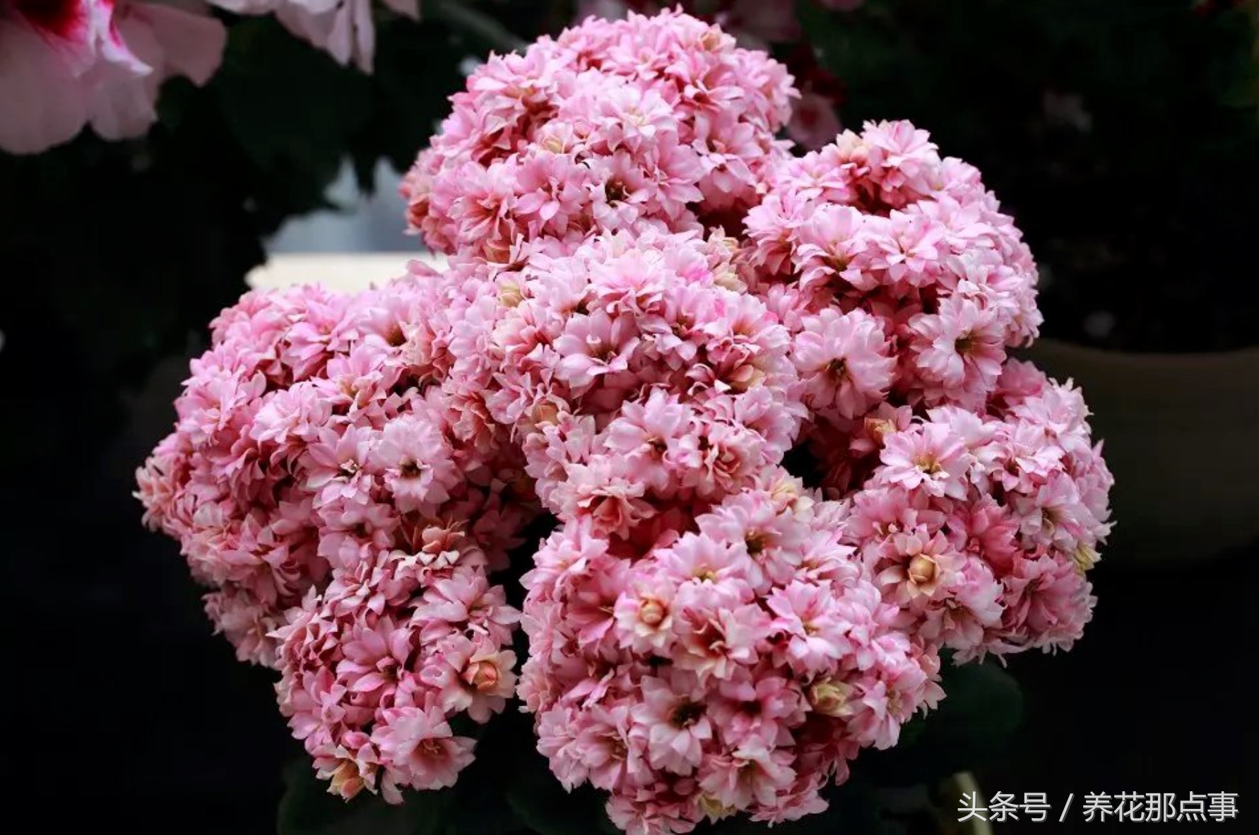 鍏ュ啲闃冲彴鑺辨捣,鍏ュ啲杩樿兘鐪嬪埌鑺辨捣