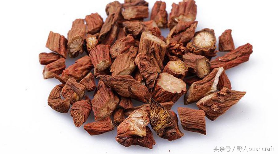 孝子“小蛟龙”一片丹心冒死寻药，终于成就这濒临灭绝的天然中药