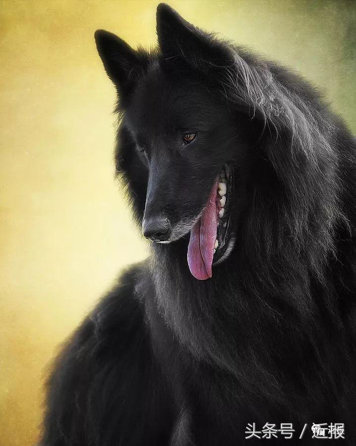 你没见过的“汪星人”都在这了！狗年就让它们来萌“化”你吧