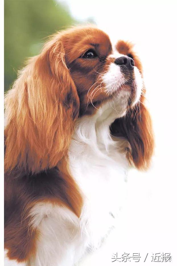 你没见过的“汪星人”都在这了！狗年就让它们来萌“化”你吧