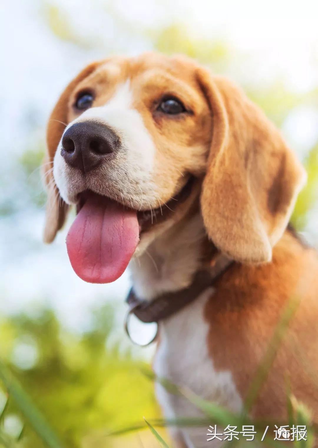 你没见过的萌宠,你没见过的宠物