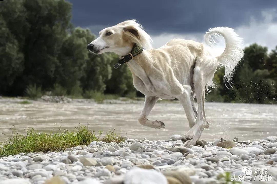 你没见过的萌宠,你没见过的宠物