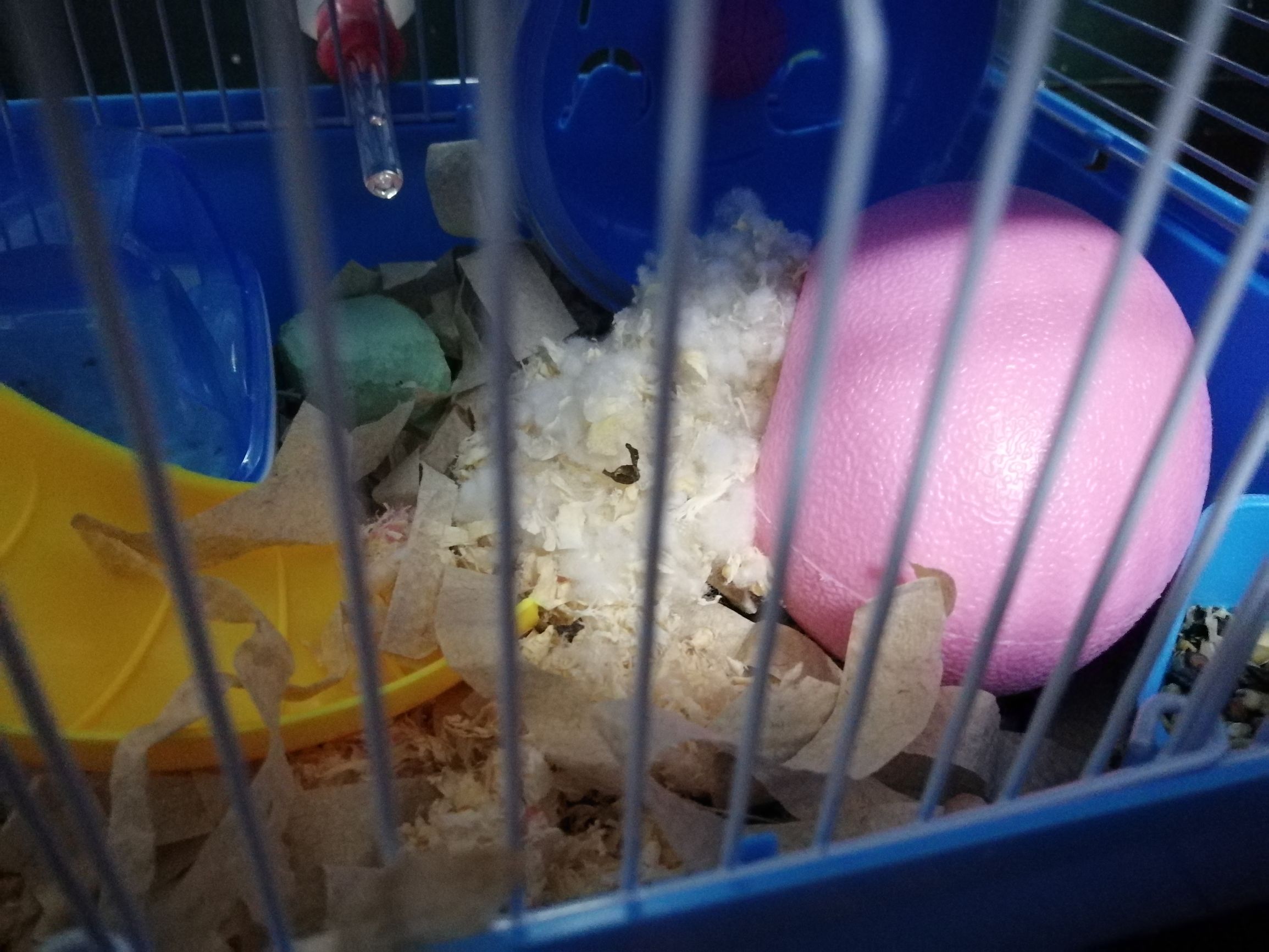 小仓鼠日常小知识,仓鼠日常生活攻略