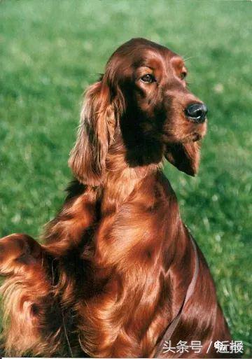 你没见过的萌宠,你没见过的宠物