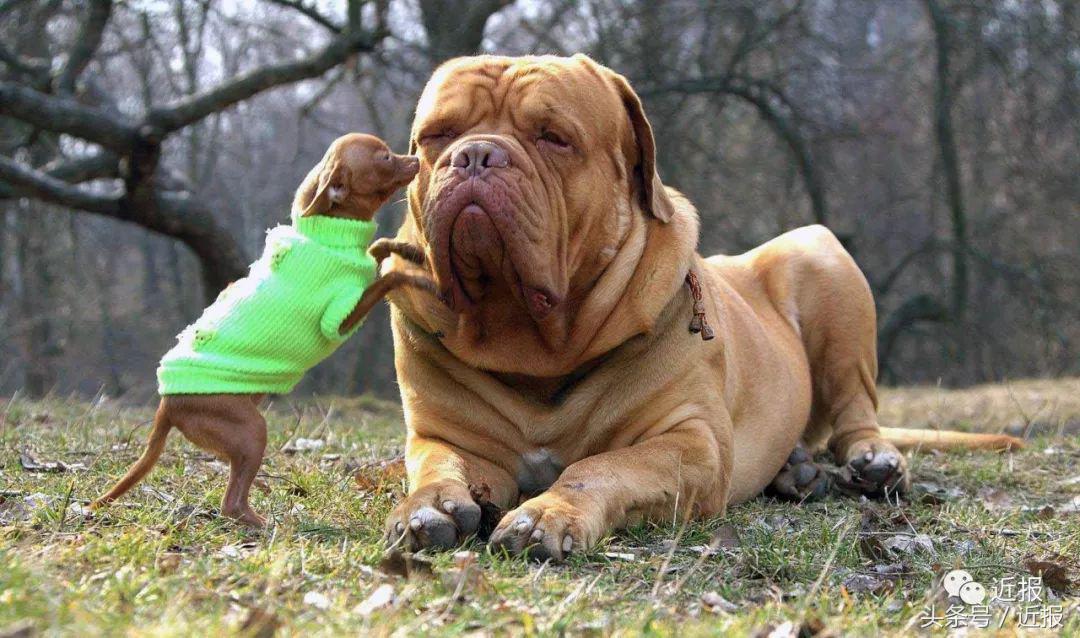 你没见过的“汪星人”都在这了！狗年就让它们来萌“化”你吧