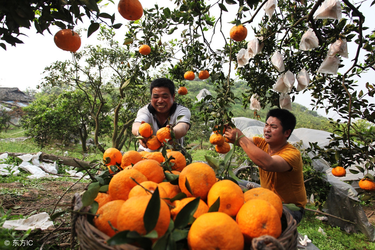 盘点两种颜值很丑的水果,4种难以下咽的水果长相也奇葩