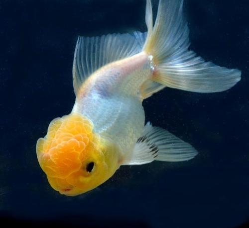 十年养鱼,十年养一条鱼