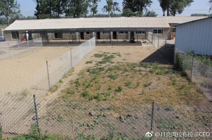 拉布拉多犬购买直播,纯血统拉布拉多赛级犬白色购买