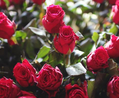 中年一枝花生肖女,中年一枝花的三种生肖女